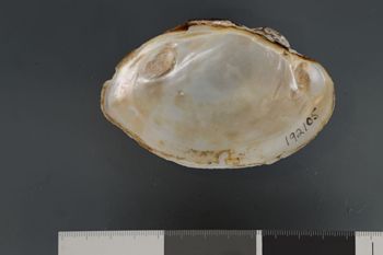Media type: image;   Malacology 192105 Description: Dry valves;  Aspect: Vi